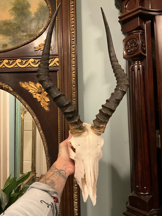 Impala skull
