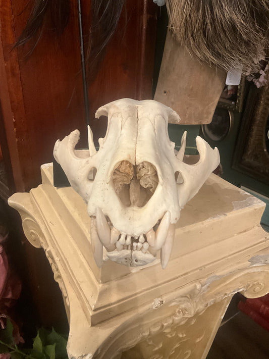 Lion skull