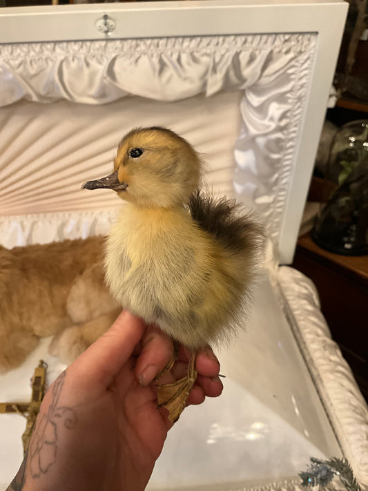 Taxidermy ducklin