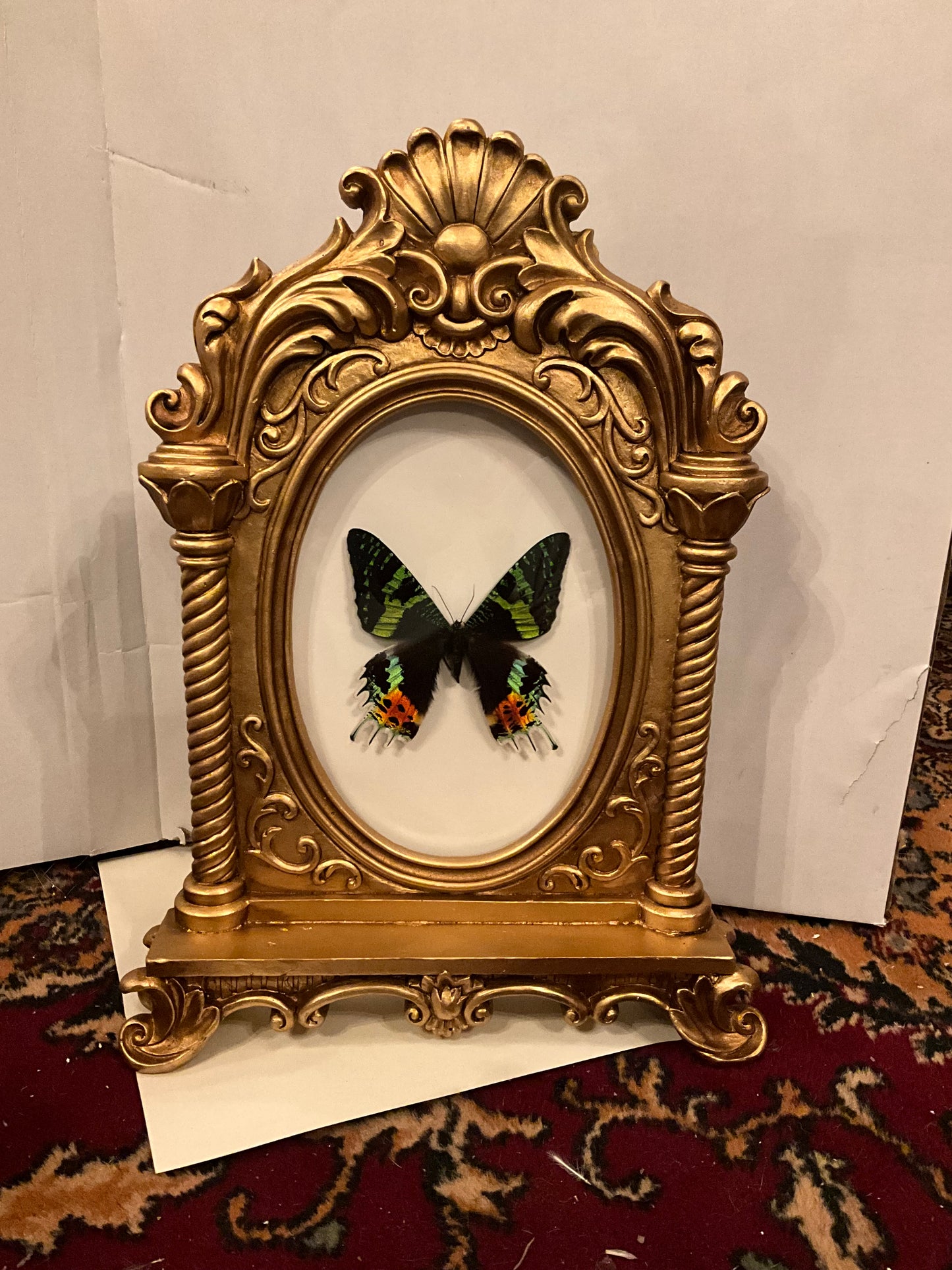 Large Madagascar sun butterfly shadow box with glass