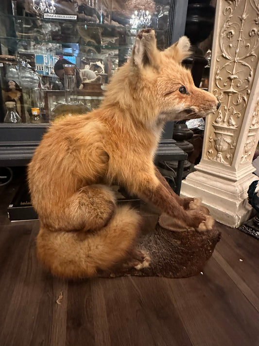 Vintage taxidermy fox