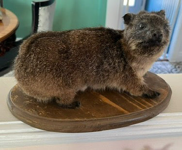 Juvenil taxidermy hyrax
