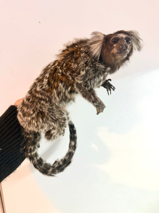Marmoset taxidermy