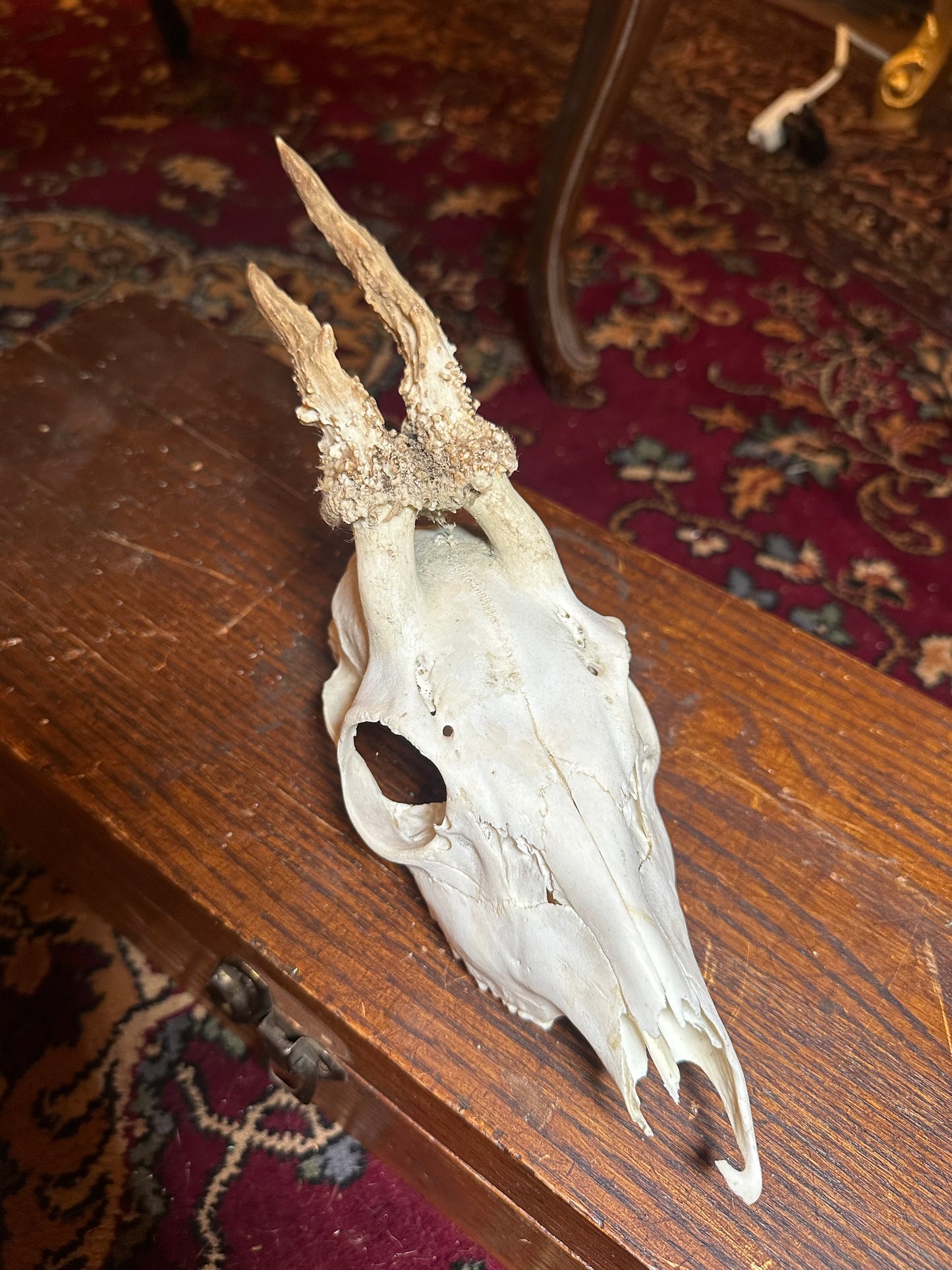 Roe deer skull