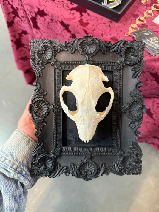 Beaver skull frame