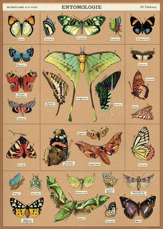 Entomology moth print