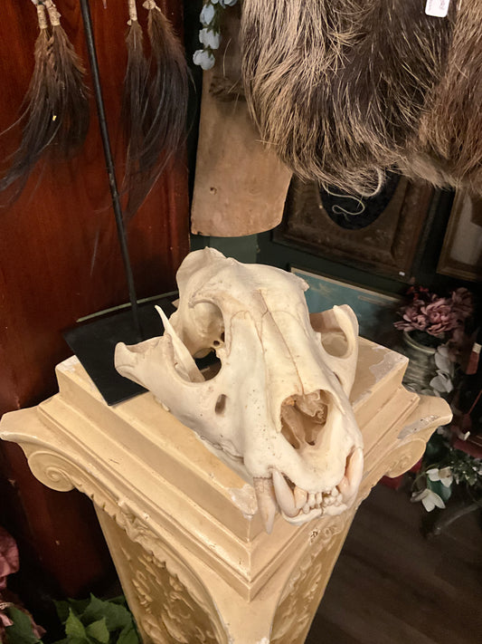 Lion skull