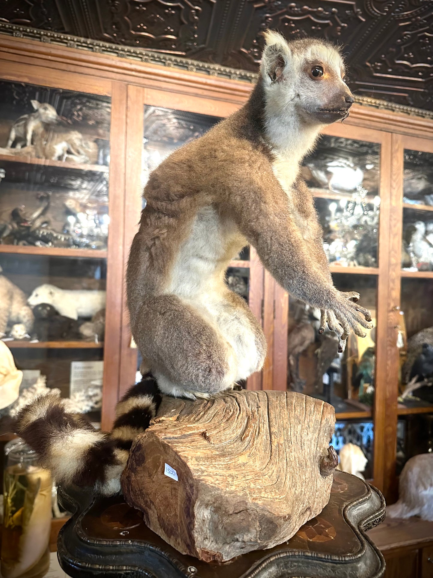 Lemur taxidermy