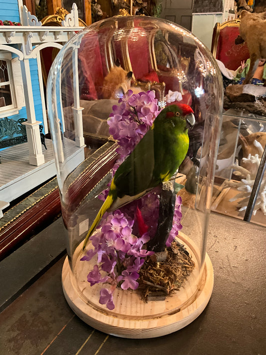 Kakariki Taxidermy bird in dôme