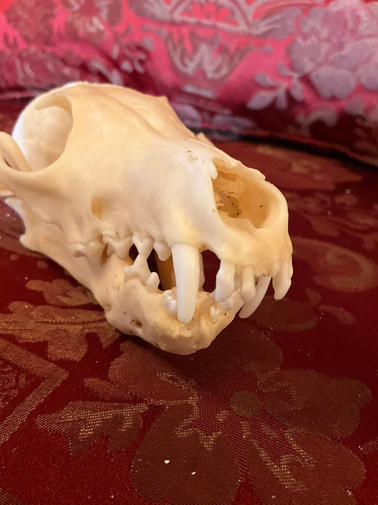 Pathological fox skull