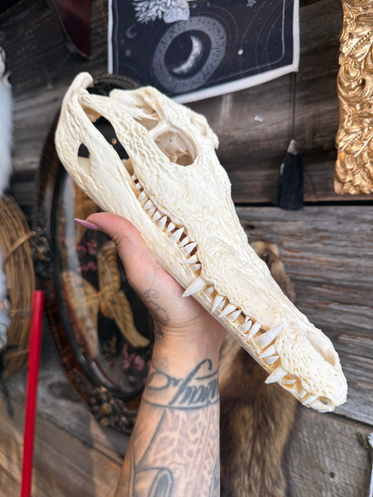 Nile crocodile skull