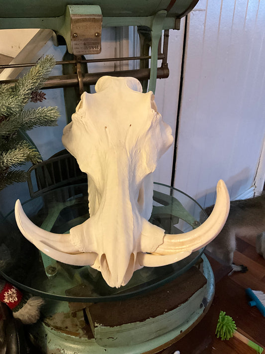 Warthog skull