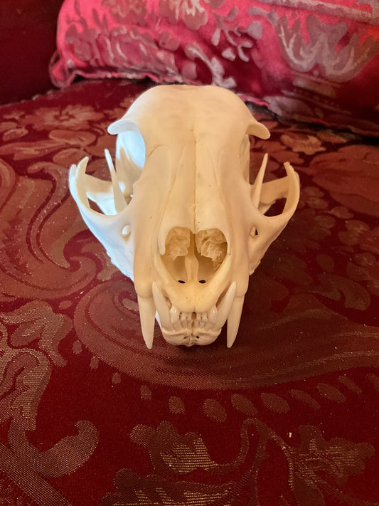 Lynx skull