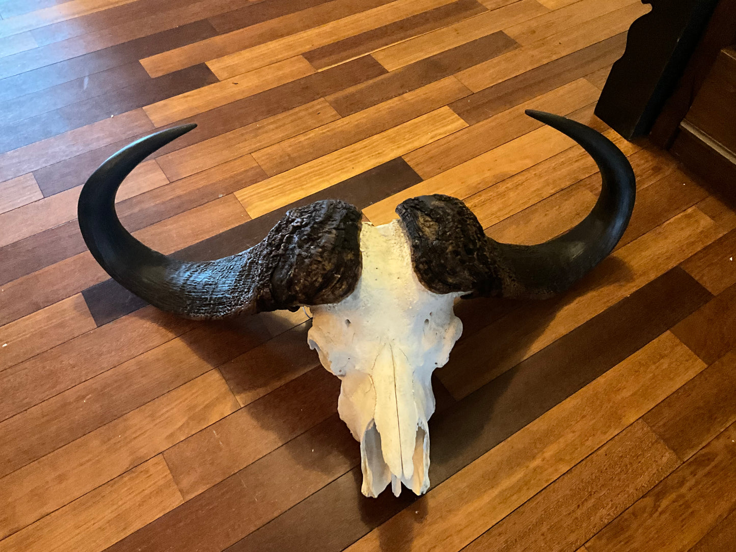 Cape buffalo - see description