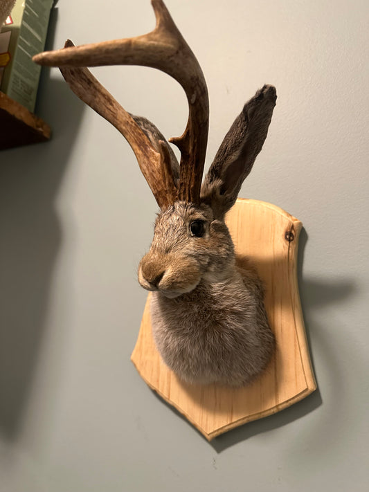 Jackalope taxidermy