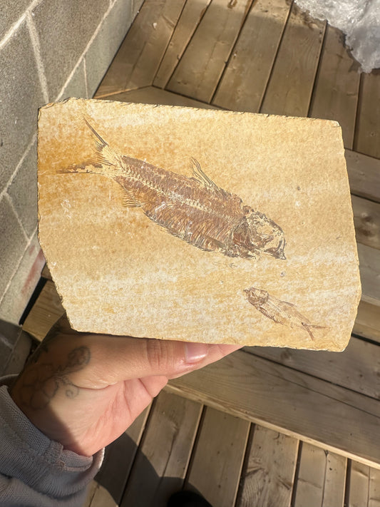 Slice of 2 fosslised fish