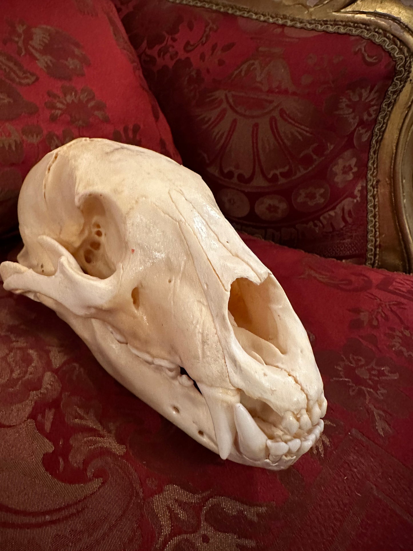 Black bear skull