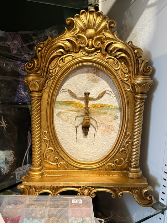 Prying manthis frame