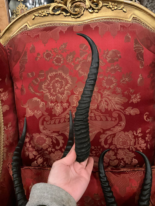 Springbok horn
