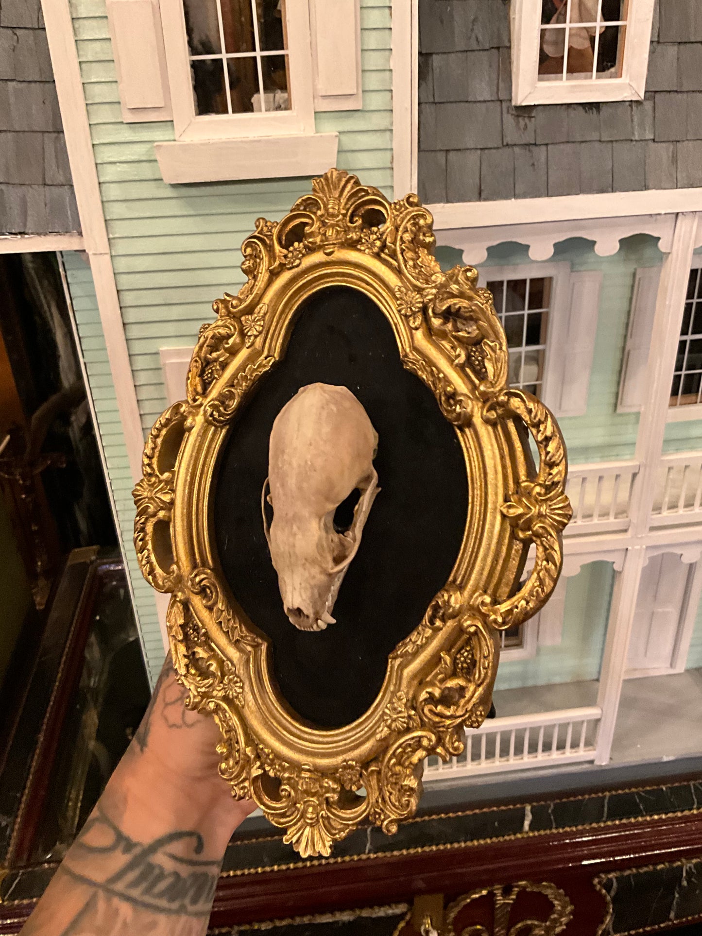 Marten skull in frame