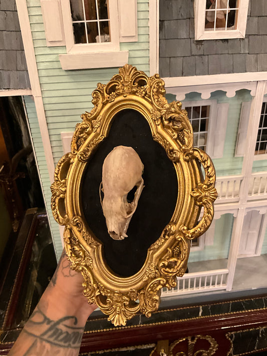 Marten skull in frame