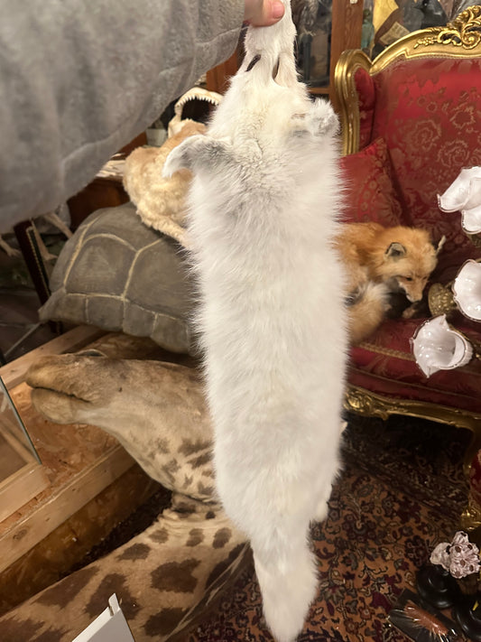 Artic Fox pelt mountable