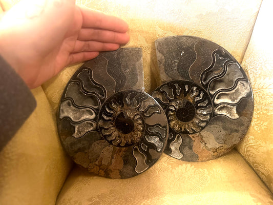 X-Large pair of ammonite fossil