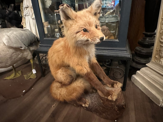 Vintage taxidermy fox