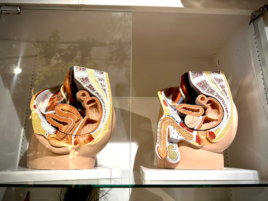 Pair of genital anatomical model