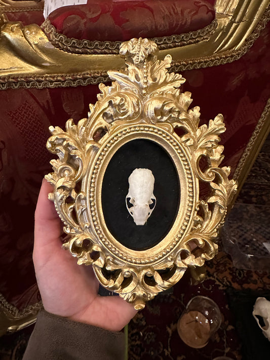 Mink skull frame