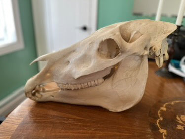 Zebra skull