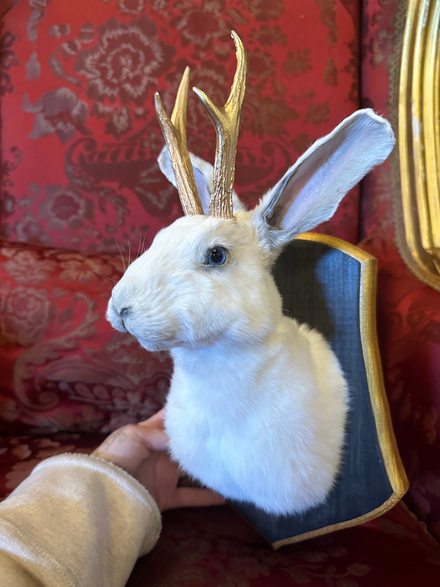 Jackalope taxidermy