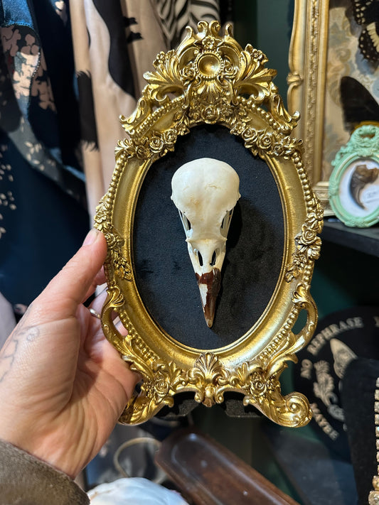 Crow skull frame