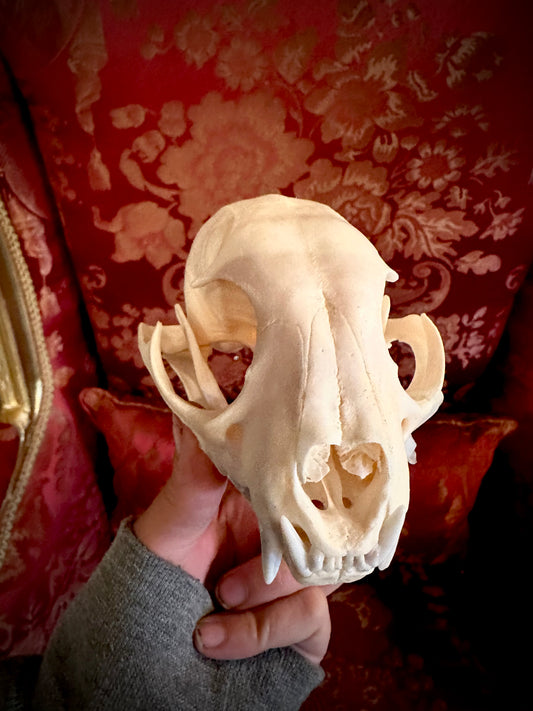 Complete lynx skull