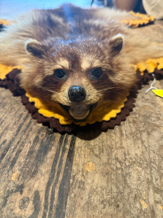 Raccoon pelt mounted