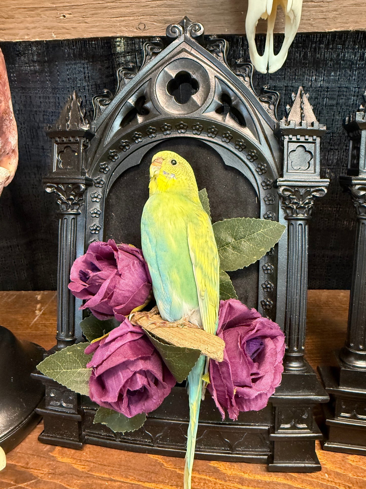 Parakeet taxidermy frame