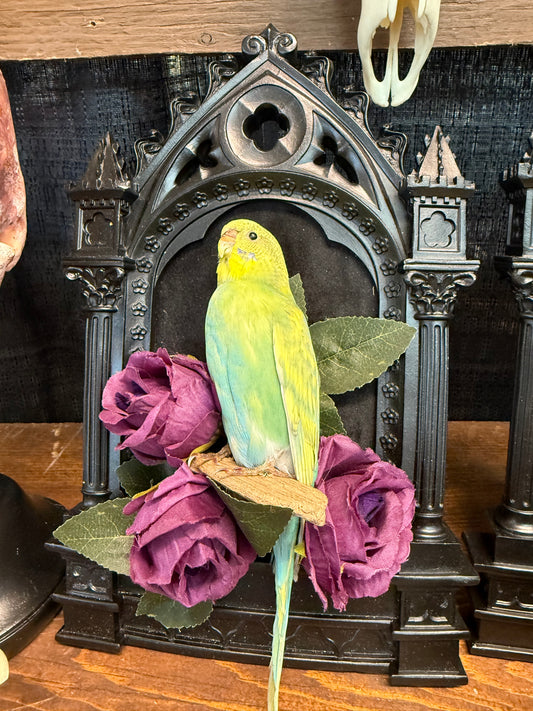 Parakeet taxidermy frame