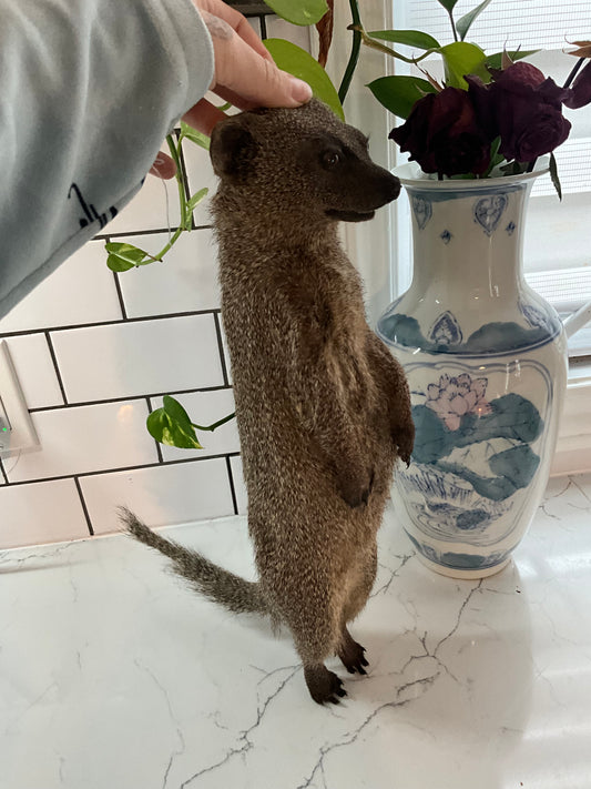 Taxidermy mongoose