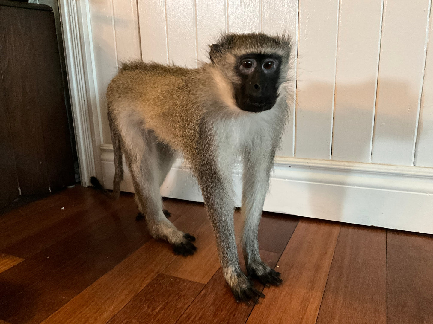Taxidermy vervet monkey