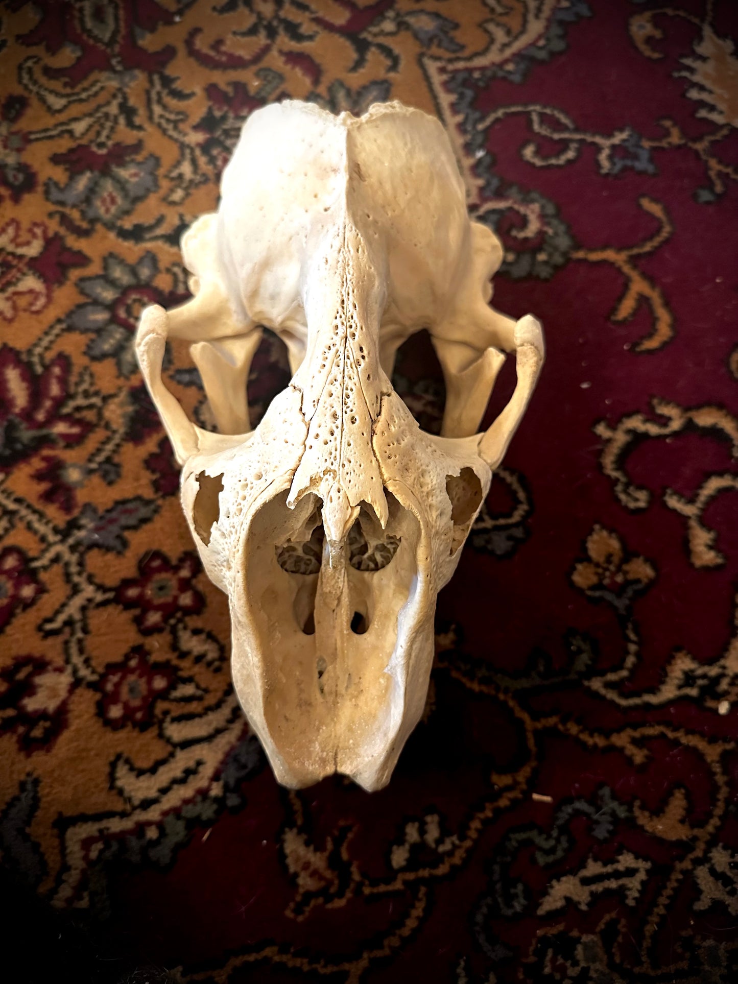 Large grey seal skull