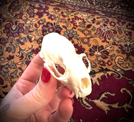 Marten skull