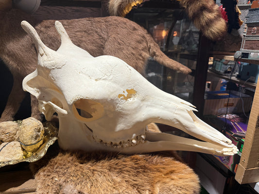 Girafe skull