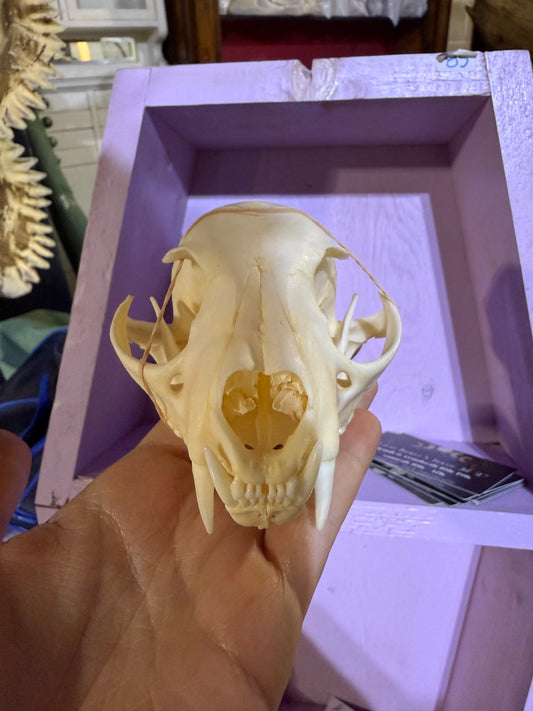 Lynx skull grade A