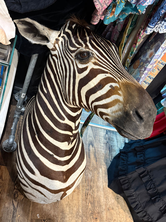 Zebra head