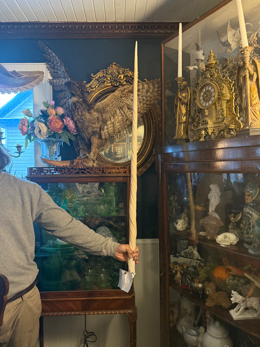 Narwhal tusk with tag