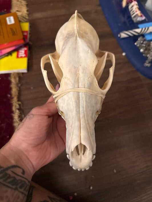 Discounted coyote skull