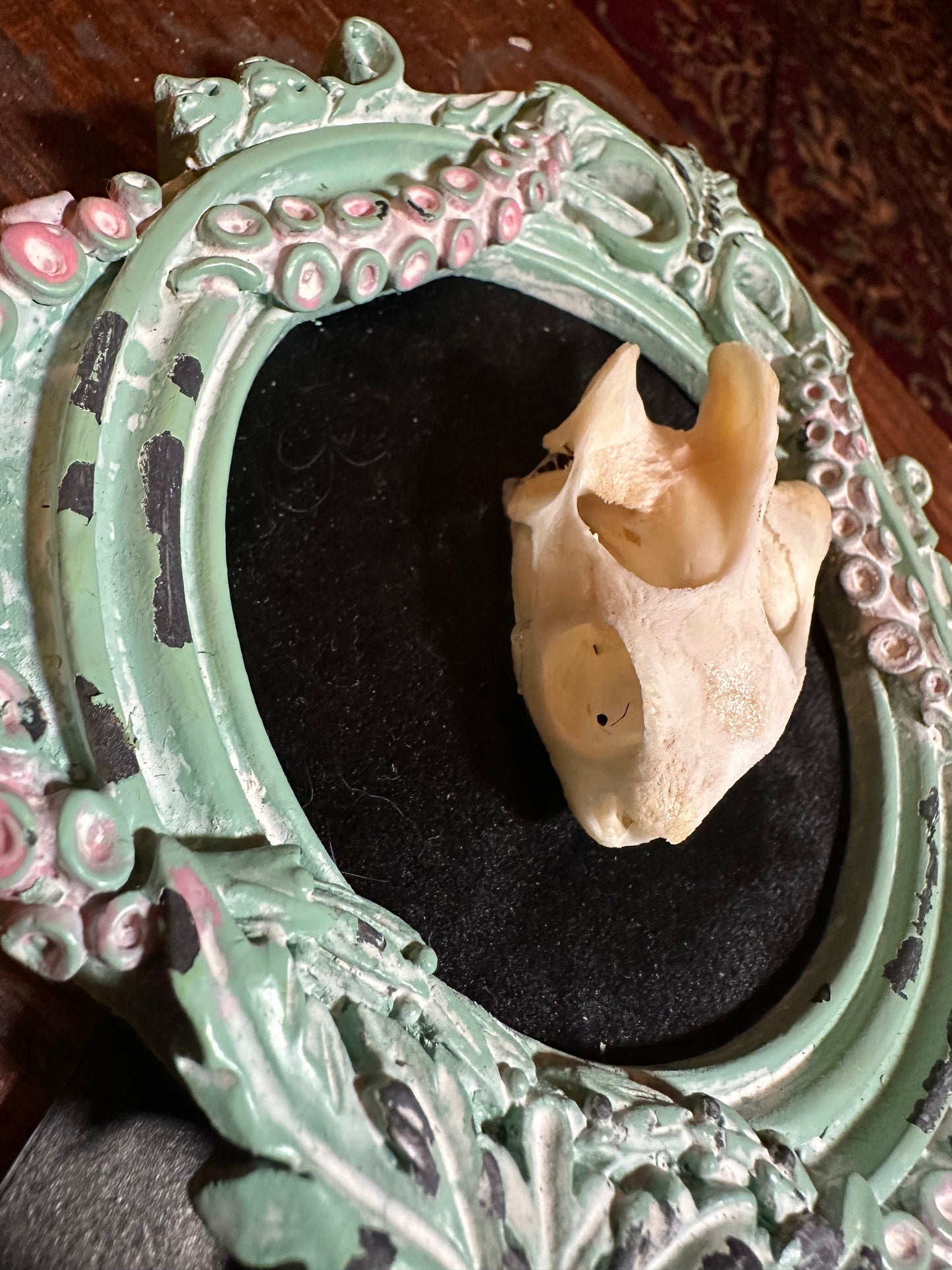 Turtle skull in tentacule frame