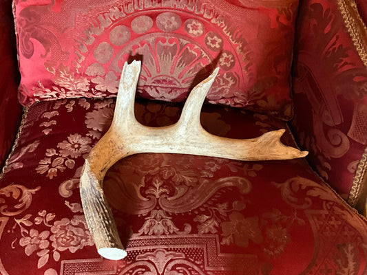 Deer antler