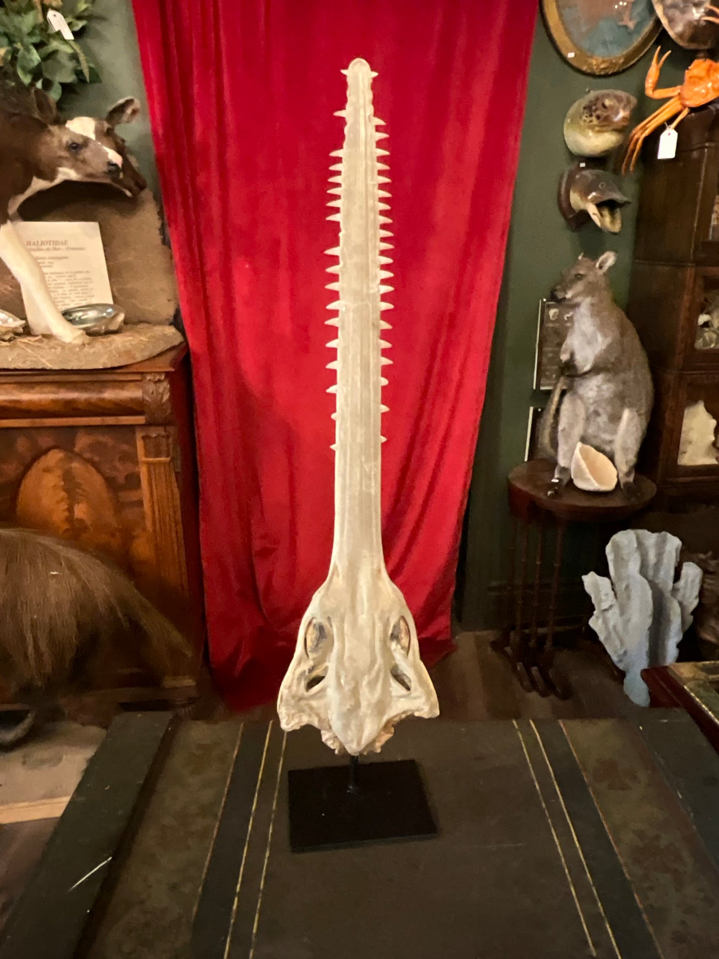 Sawfish rostum