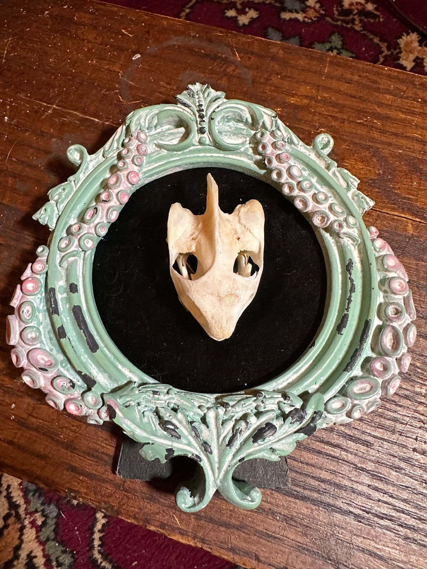 Turtle skull in tentacule frame